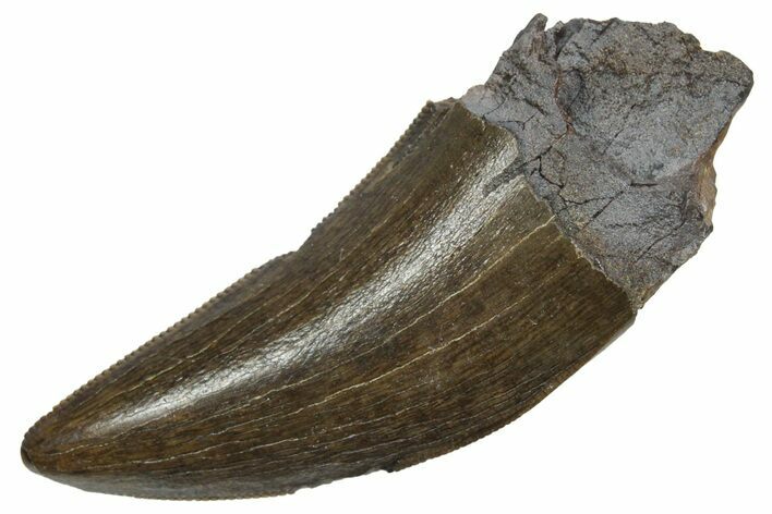 Serrated, Tyrannosaur (Nanotyrannus) Tooth - Montana #350424